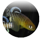Aphanius