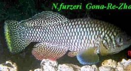 Furzeri_8