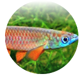annuali