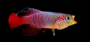 allevamento dei killifish annuali