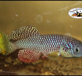 nothobranchius_furzeri