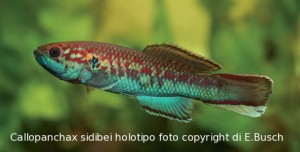 Callopanchax sidibei holotipo foto copyright di E.Busch  tratto da copyright Bonn zoological Bulletin, 57 (1) 3-14 pag.6 grazie ad autori ed editore per il permesso di pubblicazione