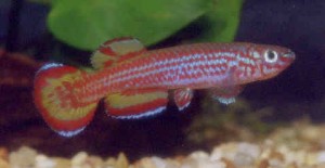 primigenium2