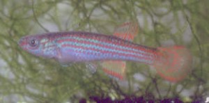 primigenium4