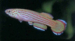 primigenium5