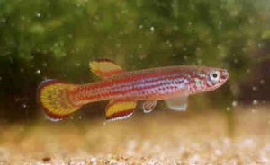 primigenium6