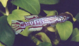 pyrophore17