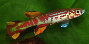 pyrophore4