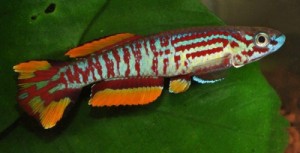 pyrophore5