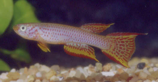 Aphyosemion schioetzi
