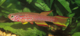 Aphyosemion schioetzi