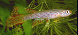 Aphyosemion schioetzi