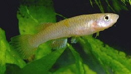 Aphyosemion schioetzi