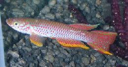 Aphyosemion schioetzi