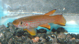 Aphyosemion schioetzi