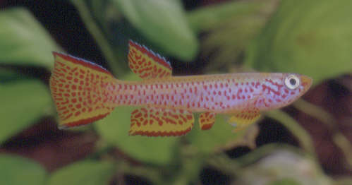 Aphyosemion schioetzi
