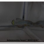 IMG_9129