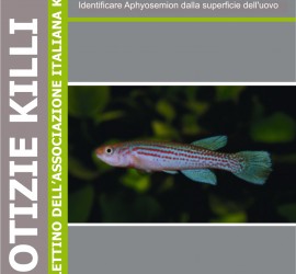 bollettino 1-2 2015