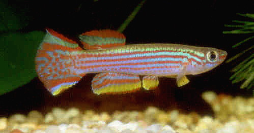 Aphyosemion striatum