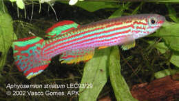 Aphyosemion striatum