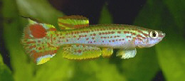 Aphyosemion striatum