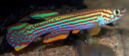 Aphyosemion striatum