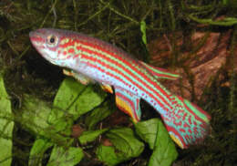 Aphyosemion striatum