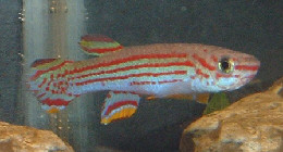 Aphyosemion striatum