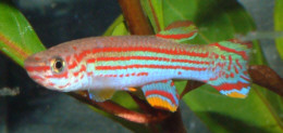 Aphyosemion striatum