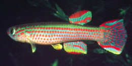 Aphyosemion striatum