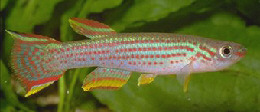 Aphyosemion striatum