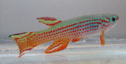 Aphyosemion striatum