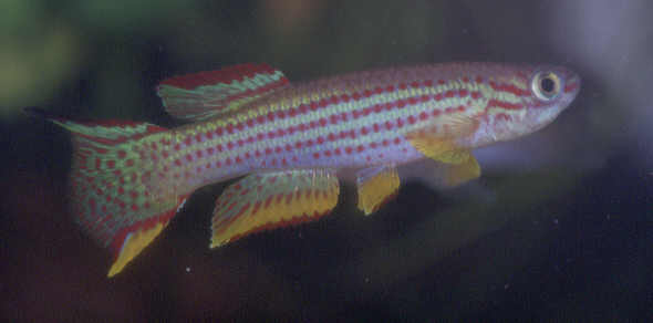 Aphyosemion striatum
