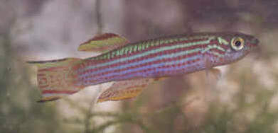 Aphyosemion striatum