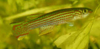 Aphyosemion striatum