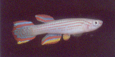 Aphyosemion striatum