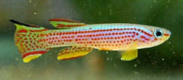 Aphyosemion striatum