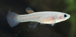 Aphyosemion striatum