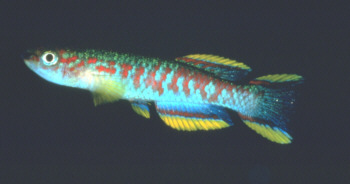 Aphyosemion tirbaki