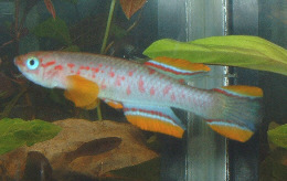 Aphyosemion tirbaki