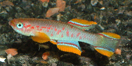 Aphyosemion tirbaki