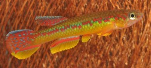 Aphyosemion wachtersi01