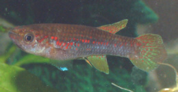 Aphyosemion wachtersi04