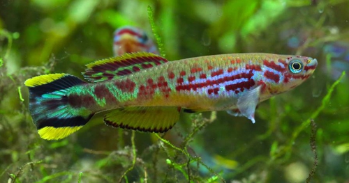 Fundulopanchax spoorenbergi