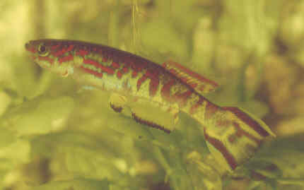Fundulopanchax spoorenbergi