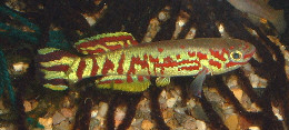 Fundulopanchax spoorenbergi
