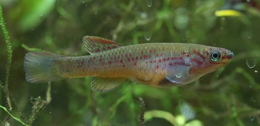 Fundulopanchax spoorenbergi