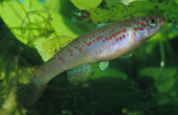 Fundulopanchax spoorenbergi