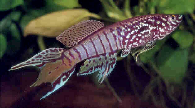 Fundulopanchax sjoestedti