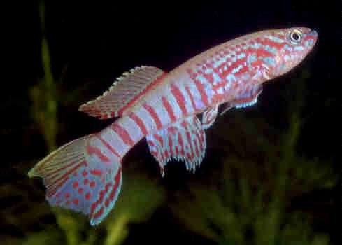 sjo